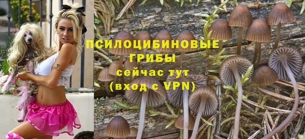 индика Няндома