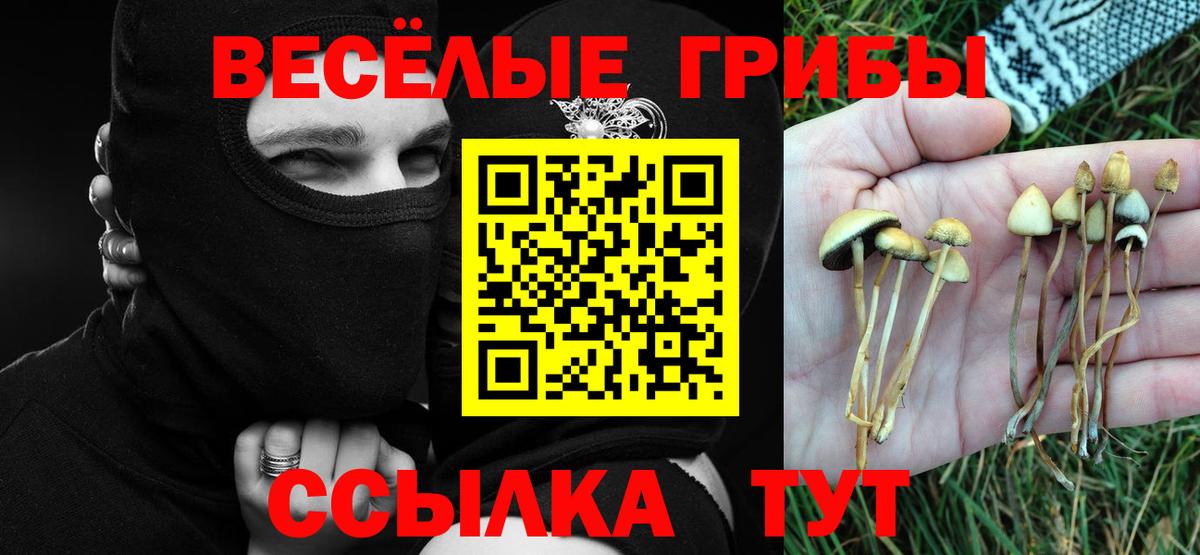 Псилоцибиновые грибы Cubensis Саратов